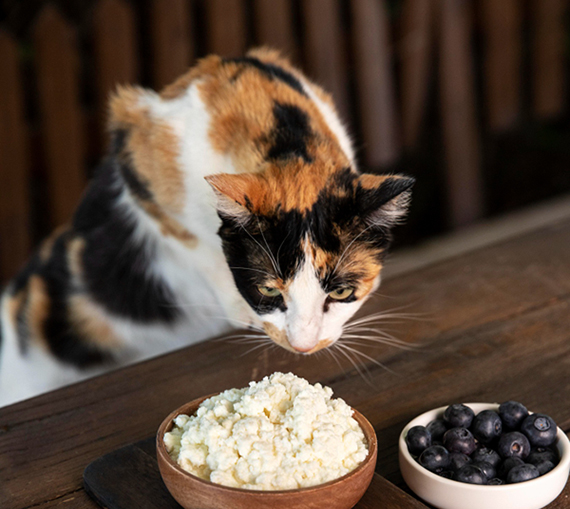 Cat Feeding New Farm – Furry Kids